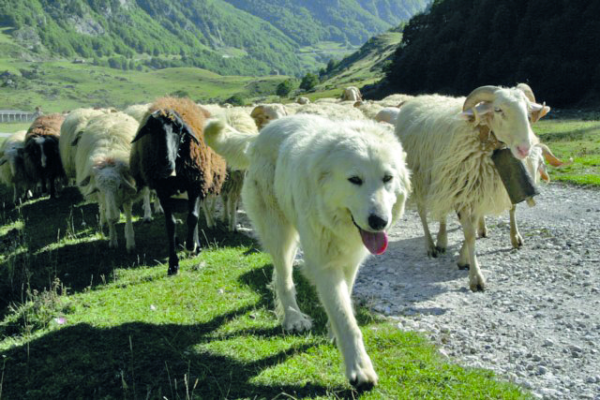 Escursionisti, lupi e cani da guardiania: un percorso didattico per la convivenza - 16 settembre